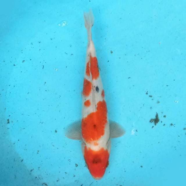 Sanke 28 cm