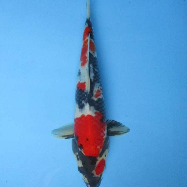 Showa sansoku