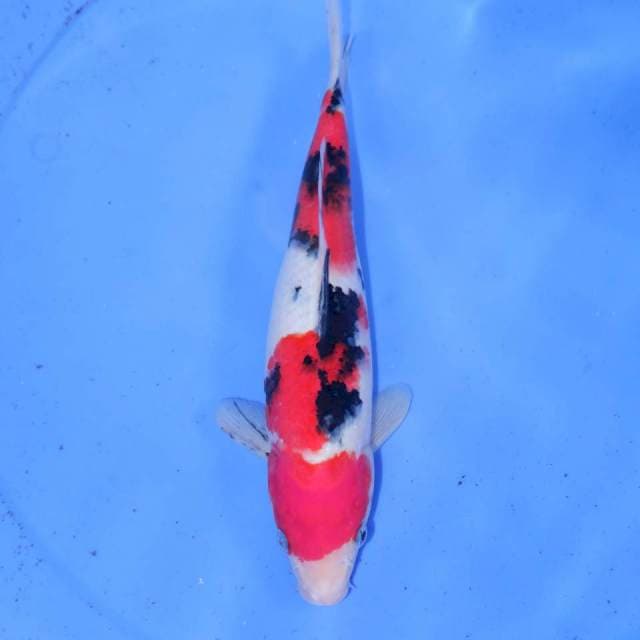 SANKE 27cm