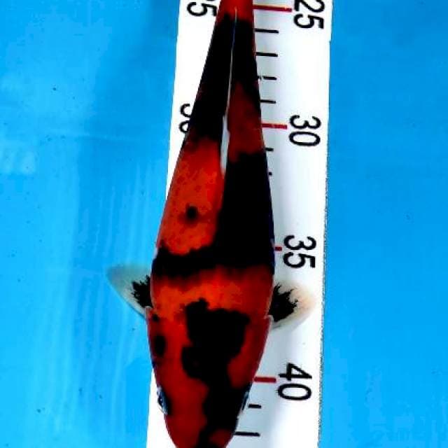 Hi showa munuk 23 cm
