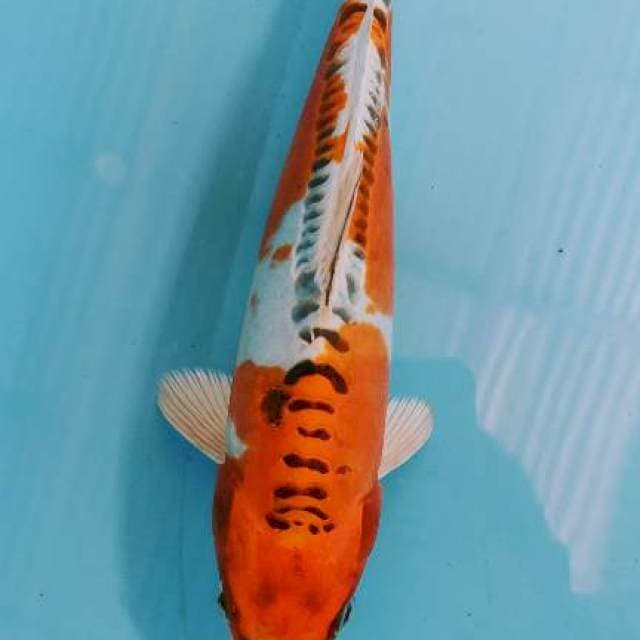 Kujaku 23 cm
