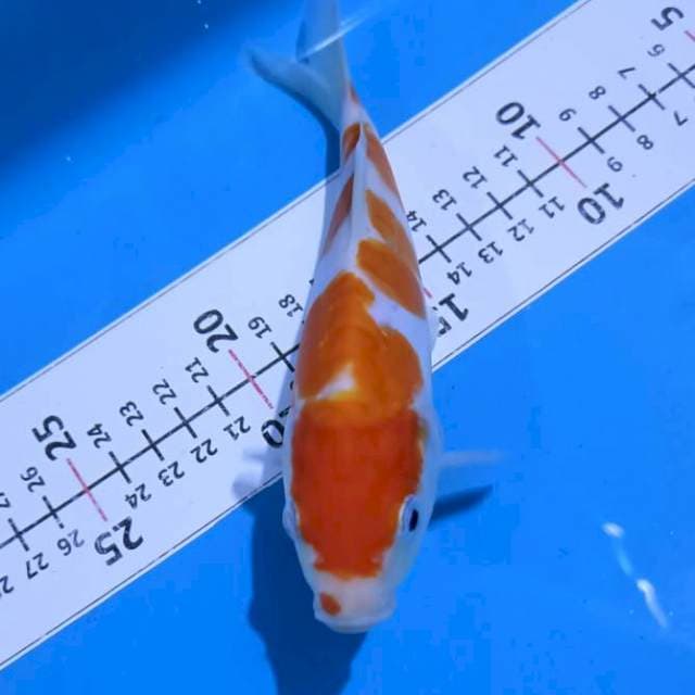 Minion kohaku doitsu.. Shining 19cm