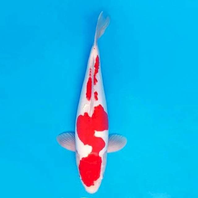 KARURA 2 - KOHAKU DOITSU ®