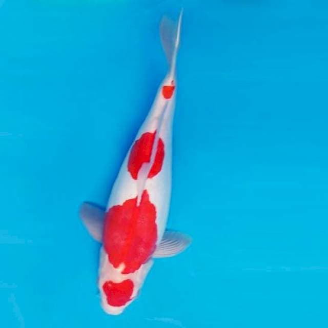 KARURA 6 - KOHAKU DOITSU ®