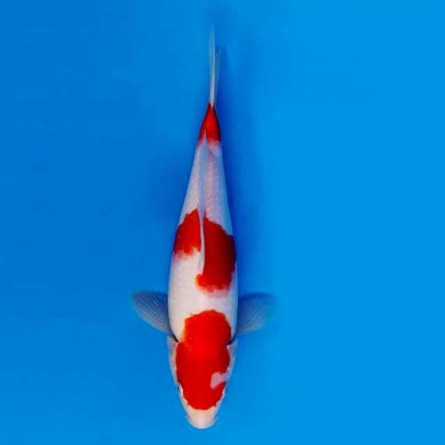 KARURA 7 - KOHAKU ®