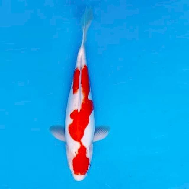 KARURA 9 - KOHAKU DOITSU ®