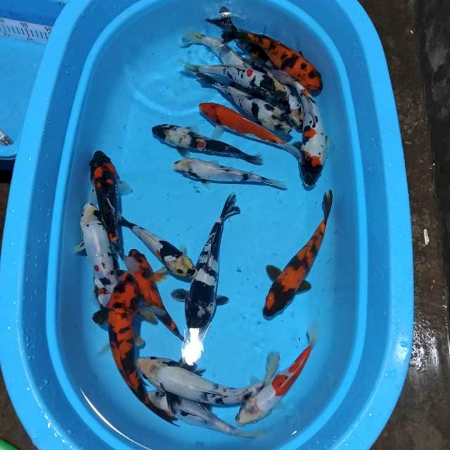 PAKET MIX DOITSU SHOWA,SHIRO,HI UTSRI 20-27 CM 21 EKOR
