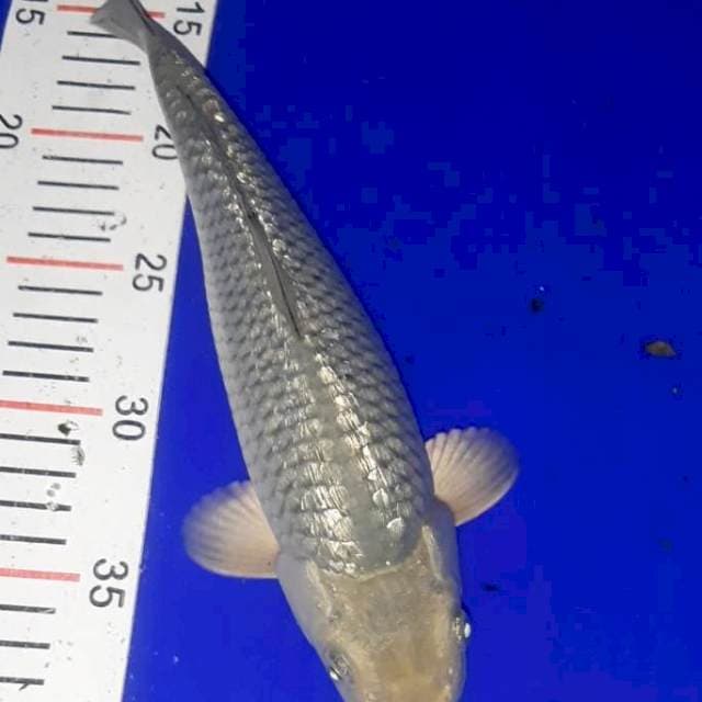 Soraghoi 27 cm
