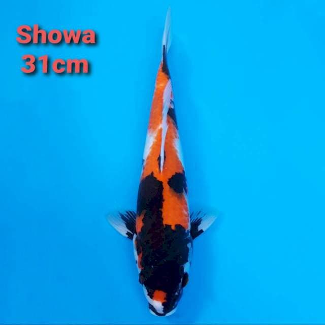 Showa Sanshoku Motogoro