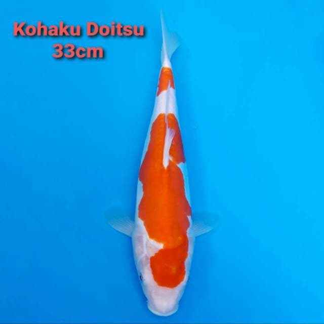 Kohaku Doitsu
