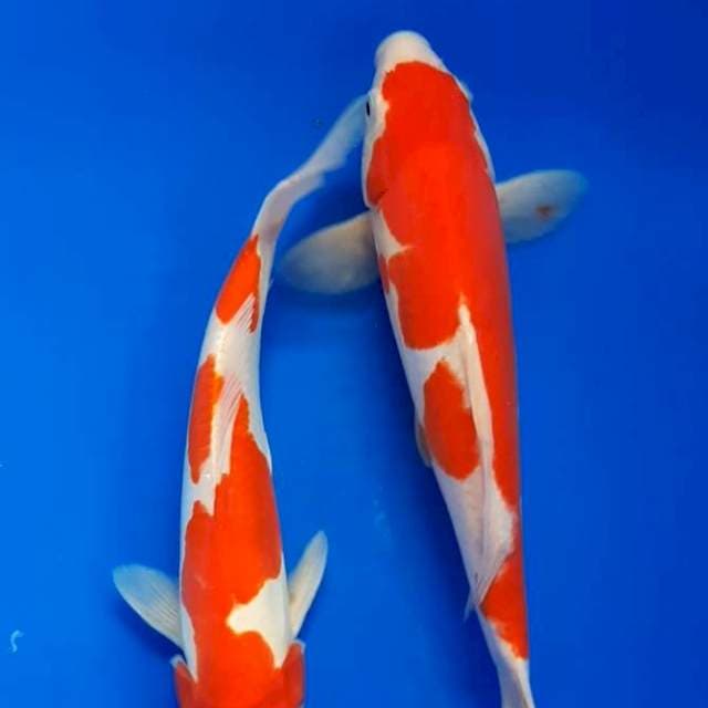 Kohaku doit 25-26 cm