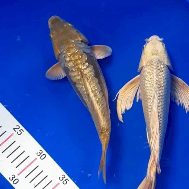 Mix ginrin 24 -29 cm
