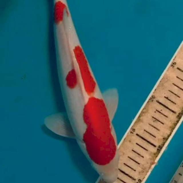 Kohaku