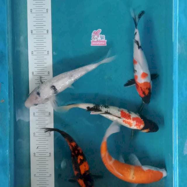 Mix 5ekor, 22-25cm