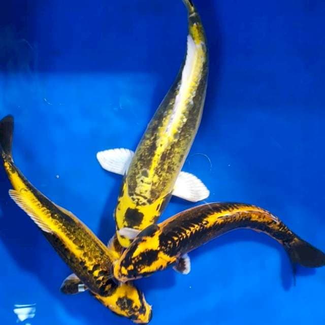 Kabuto doitsu 25cm
