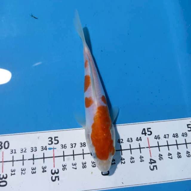 Minion kohaku doitsu 17cm.. Manis