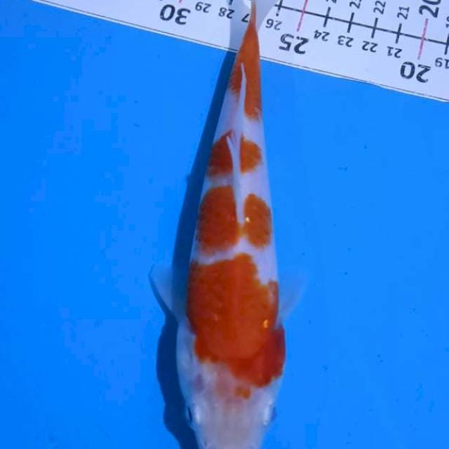Kohaku 20cm shining