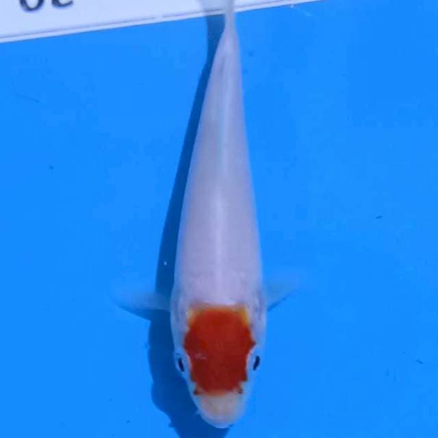 Minion TC kohaku shining