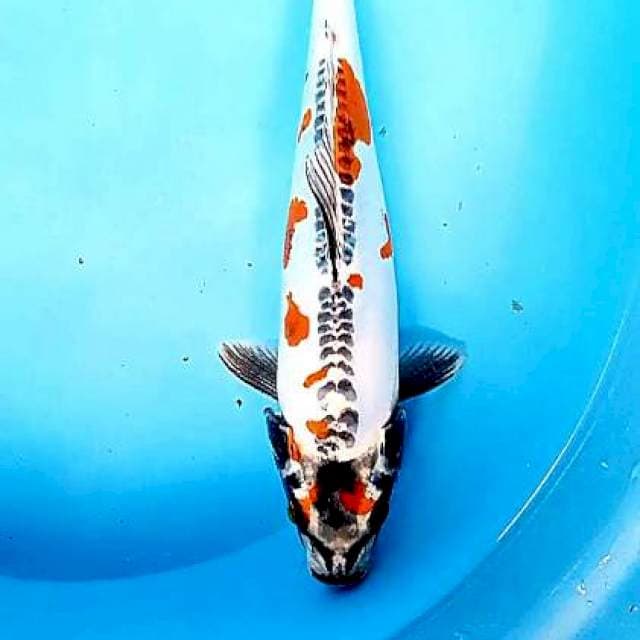 Kikokuryu 31 cm