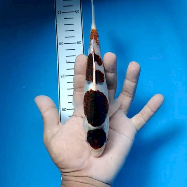 Maruten goromo