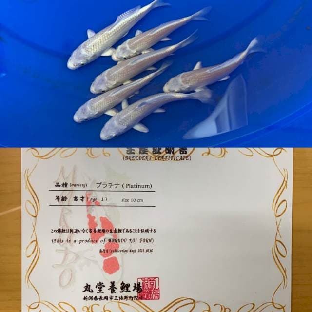 1 Platinum Import Marudo