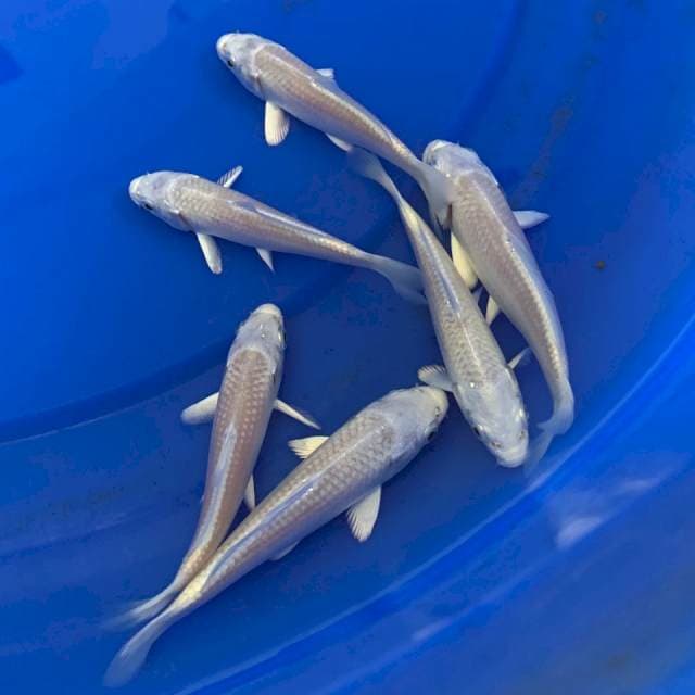 1 Platinum Import Marudo