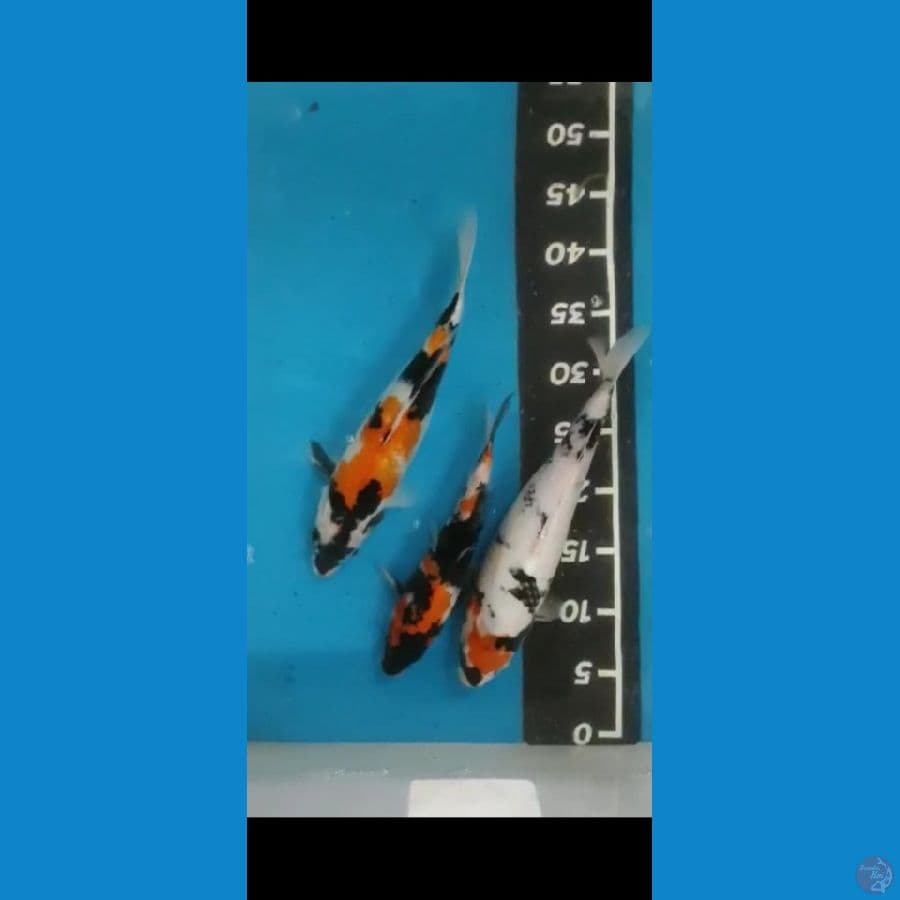showa 24,30,31cm