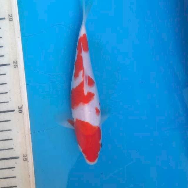 Kohaku 17cm