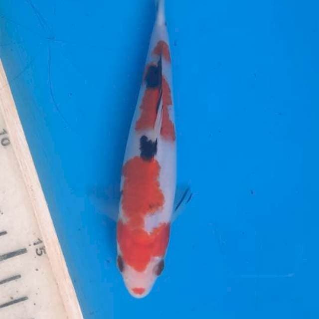 Baby sanke 15cm