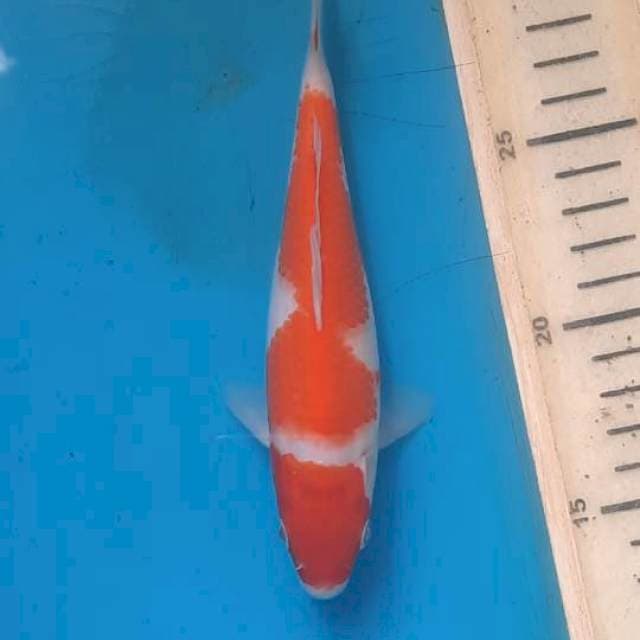 Kohaku 17cm
