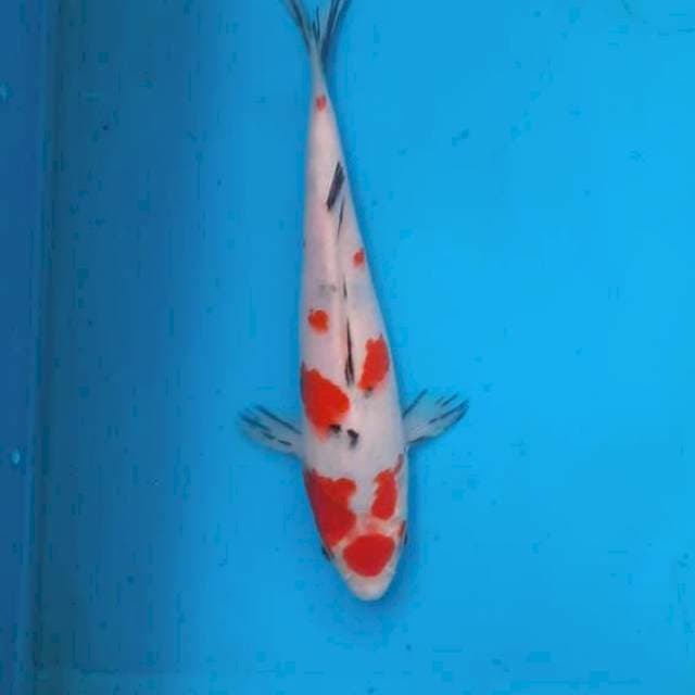Maruten sanke 16cm