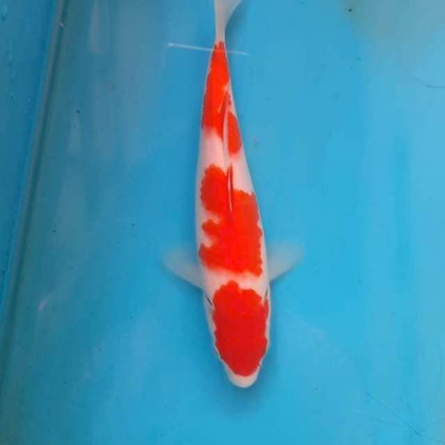 Kohaku 17cm