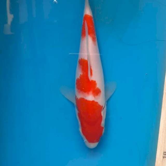 Kohaku 18cm
