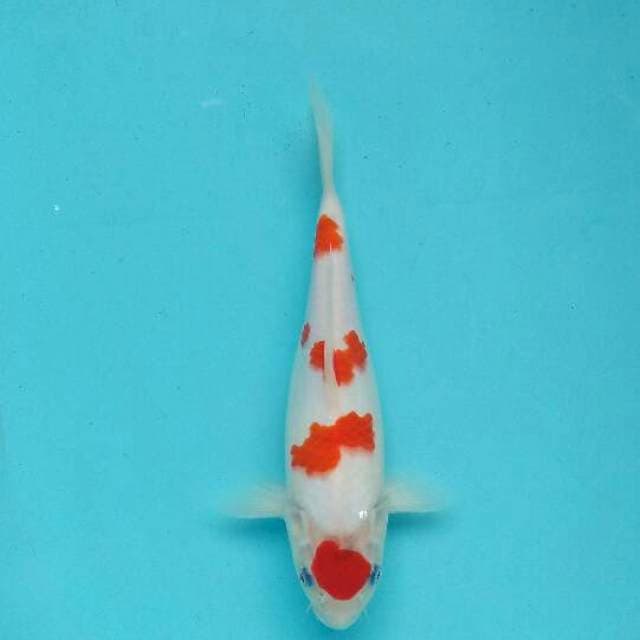 Kohaku ori