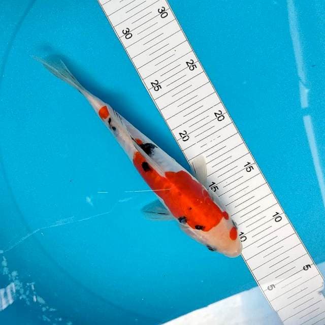 23cm
