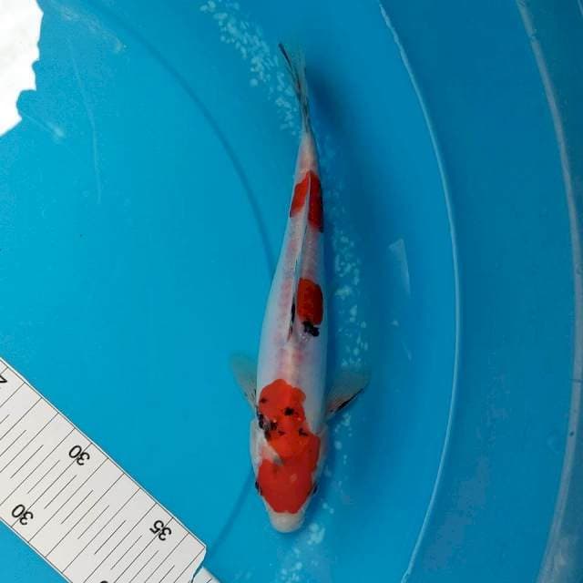 22cm