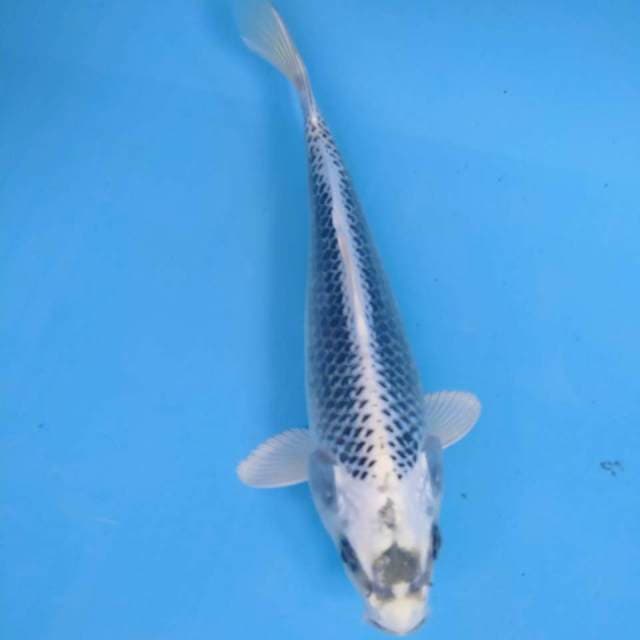 MATsuba 24cm