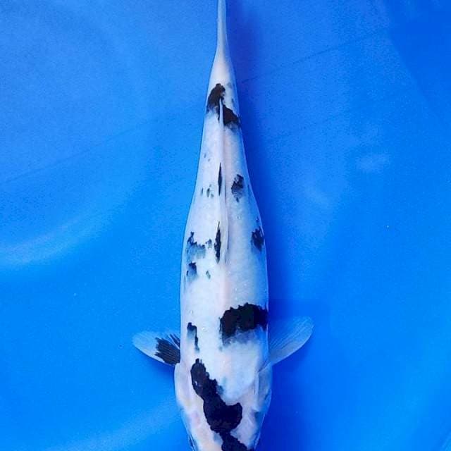 Shiro 30cm HQ