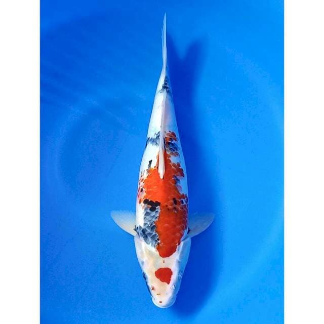 Kage showa 36cm