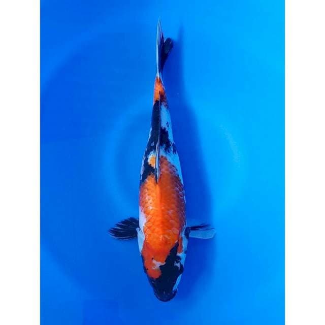 Showa 34cm female