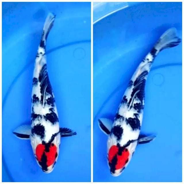 TANCHO SHOWA PETIR 31CM