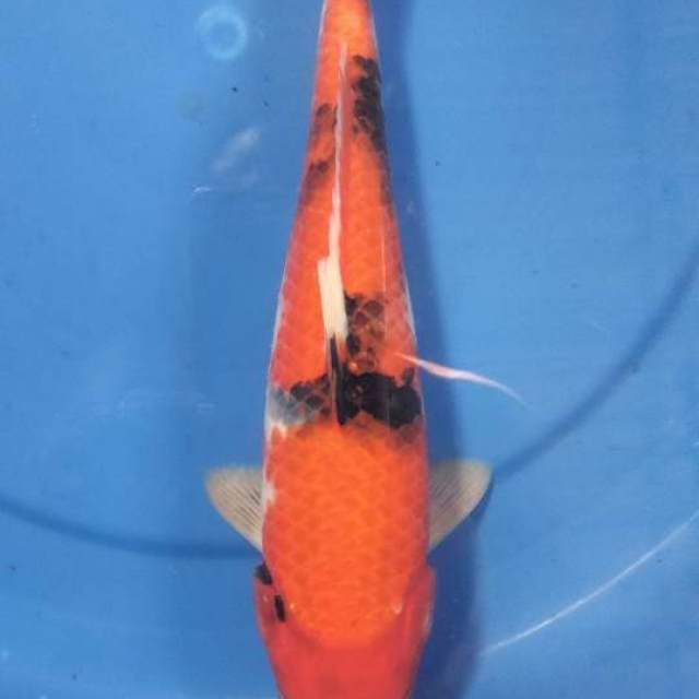Showa 30 cm
