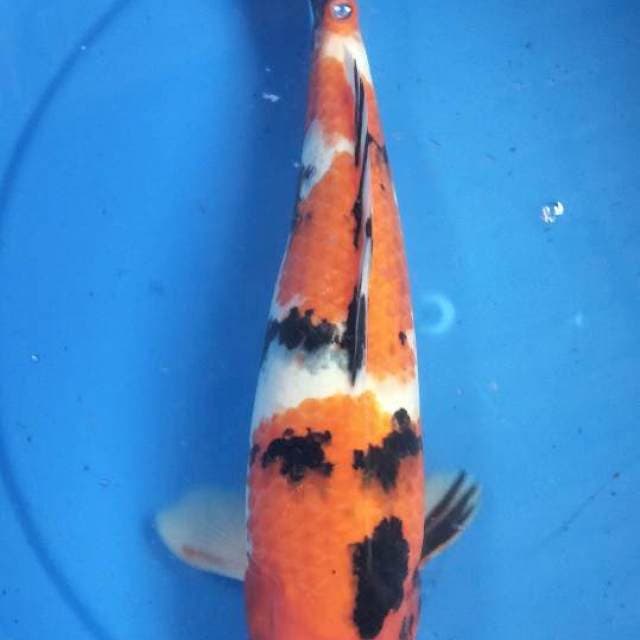 Showa 32 cm