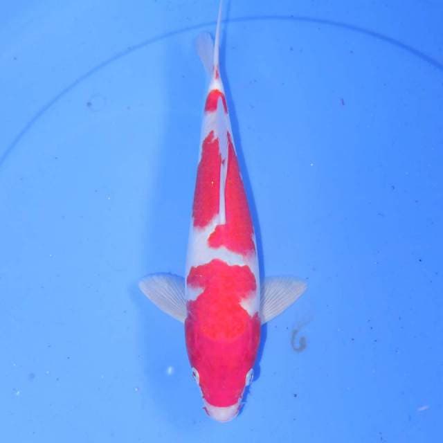 30cm KOHAKU