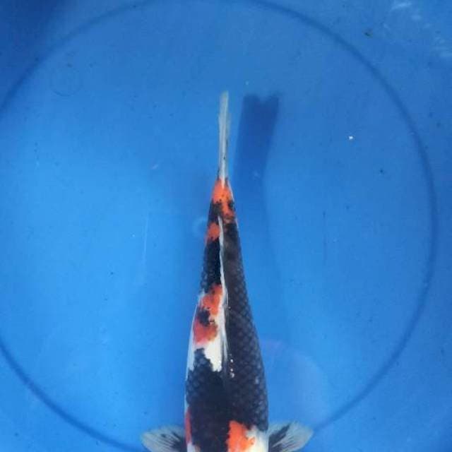 Showa 32 cm