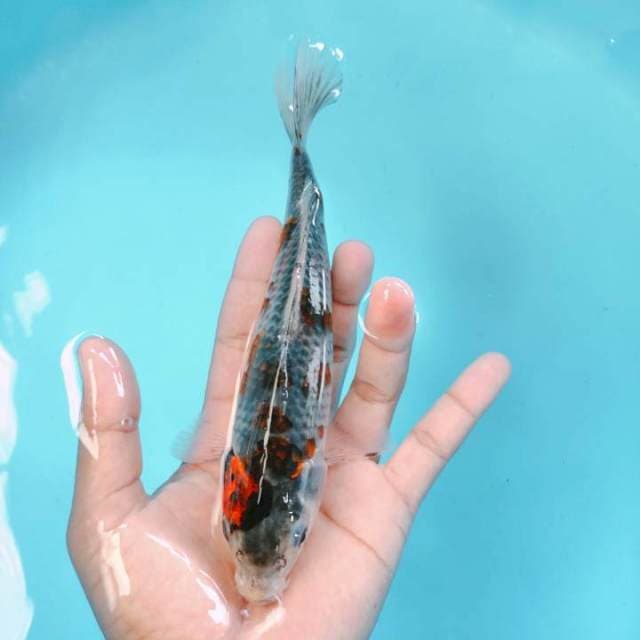 Goshiki20cm