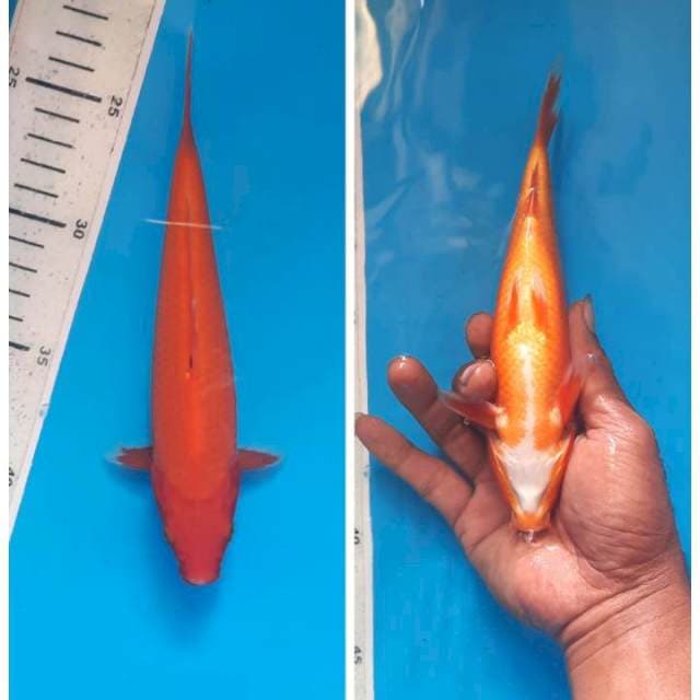 Benigoi 20cm