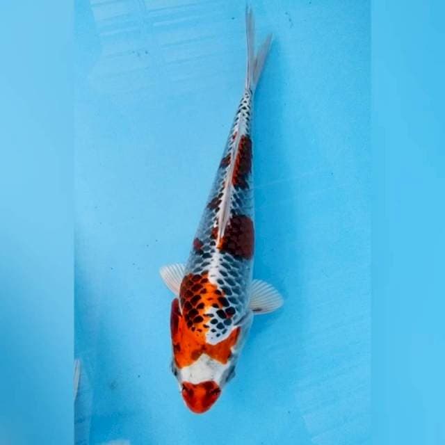 Kojaku 27cm ring rapi