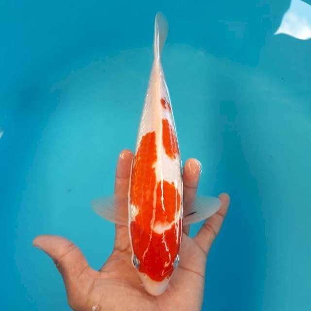 Sanke Ginrin 27cm