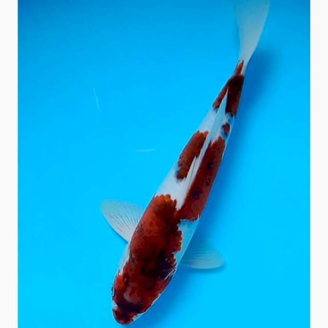 Goromo